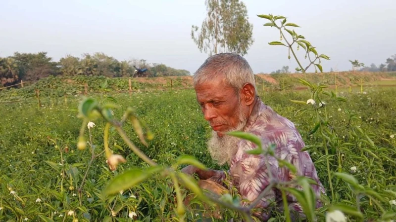 নকলায় মরিচের ঝাঁজে সবুজ বিপ্লব, কৃষকের মুখে স্বস্তির হাসি