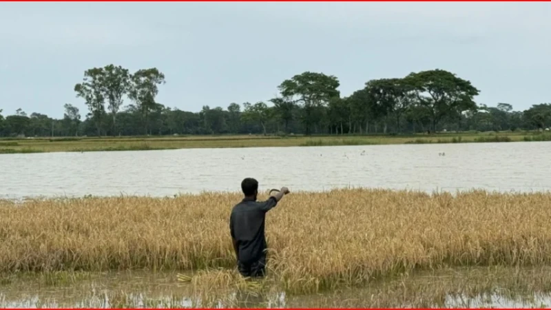 জমিতে কোমরসমান পানি, শ্রমিক সংকটে দিশেহারা হালুয়াঘাটের কৃষক