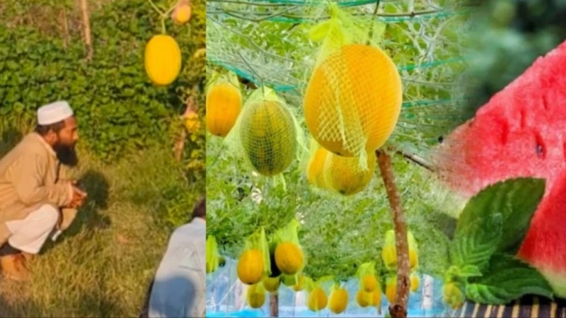 পটিয়ায় আবদুল জব্বারের ‘সূর্যডিম’ তরমুজ চাষে সাফল্য, রপ্তানির সম্ভাবনা
