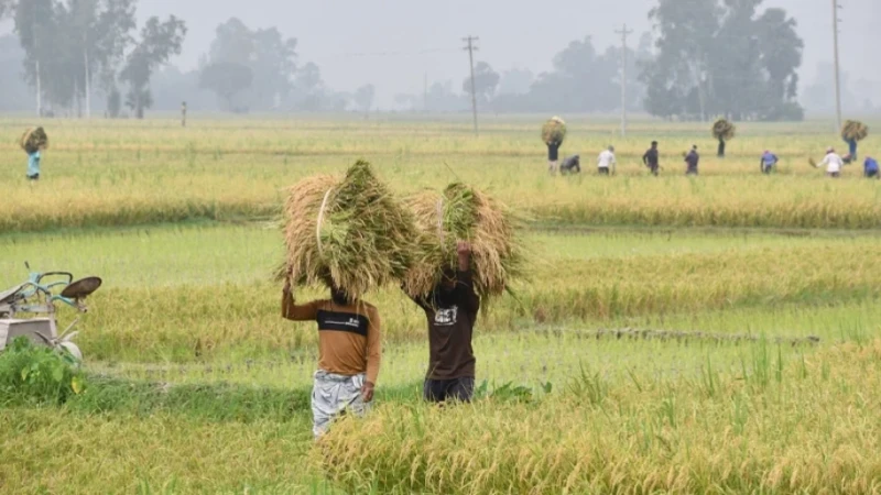 অকার্যকর ‘কৃষক অ্যাপ’, কৃষকের তালিকা দিতে কৃষি কর্মকর্তাদের অনীহা