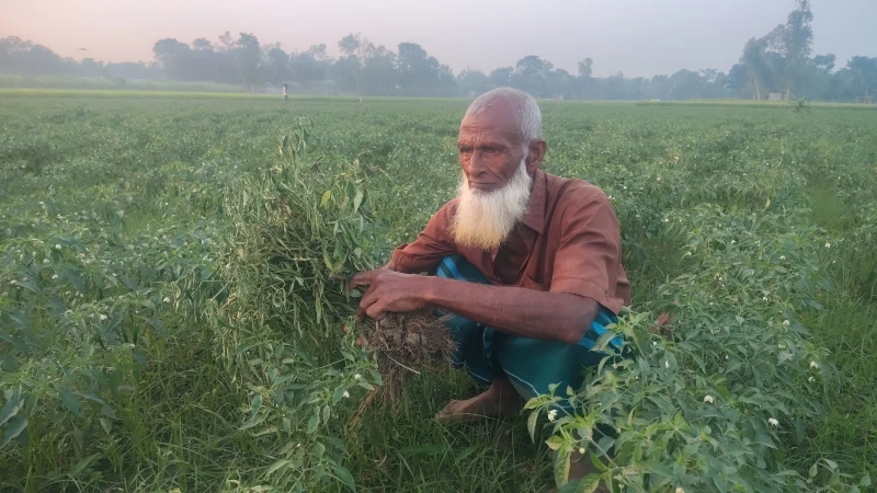 মাদারগঞ্জে গাছে মরিচ আসতেই অজানা মড়ক: লোকসানের মুখে কৃষকরা, দেখা মেলেনি কৃষি কর্মকর্তার