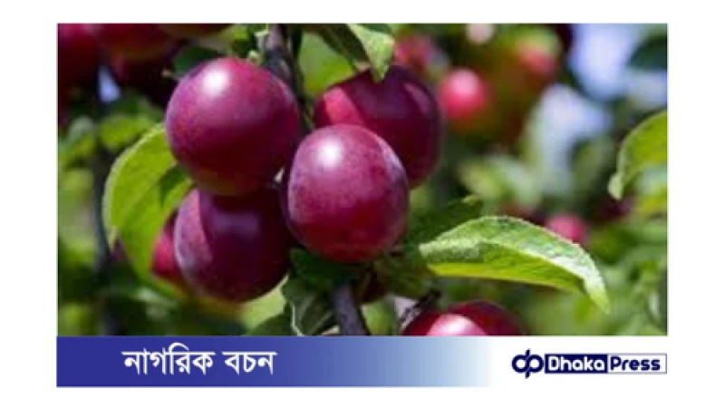 পায়েলা ফল: আঙুরের চেয়েও বেশি পুষ্টিকর!