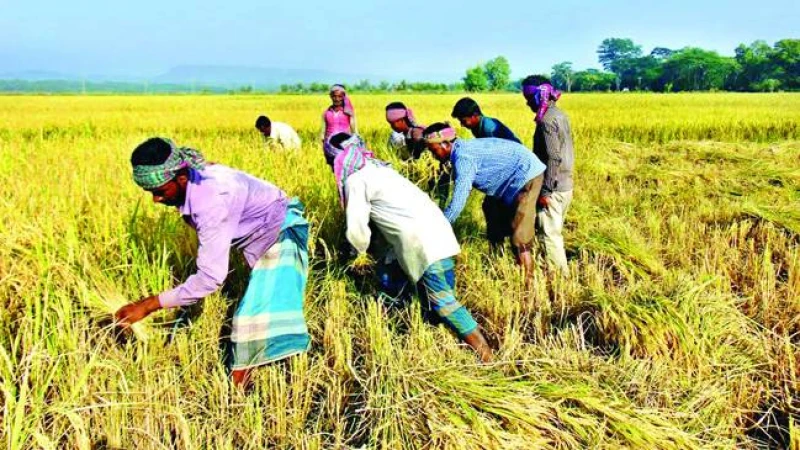 দাবদাহে পুড়ছে চুয়াডাঙ্গা, অনাবৃষ্টি–খরায় আম-লিচুসহ ফসলের ক্ষতির আশঙ্কা