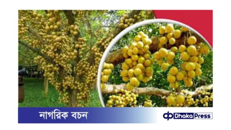 বর্ষার রানী লটকন: স্বাস্থ্যের ভাণ্ডার