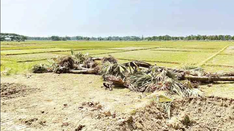 ৩০টি তালগাছ কাটায় ইউপি চেয়ারম্যানকে হাইকোর্টে তলব