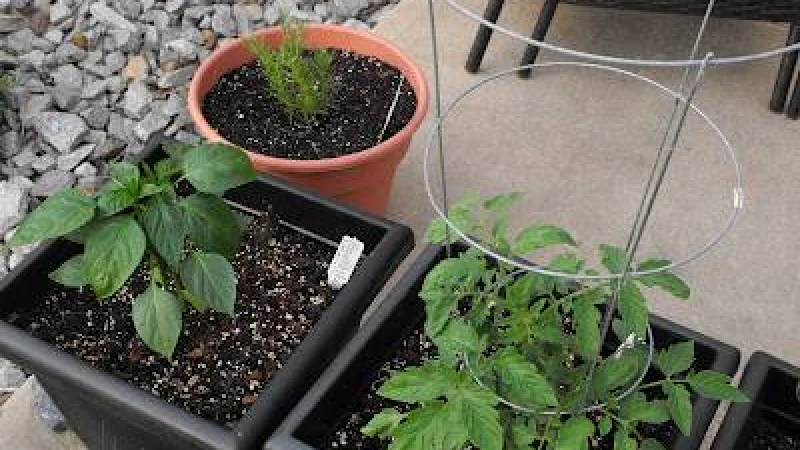 ভালো চারাগাছ চেনার কৌশল