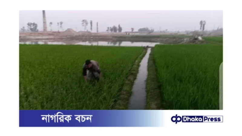 পলাশবাড়ী উপজেলা কৃষি অফিসারের বিরুদ্ধে ব্যাপক অনিয়মের অভিযোগ কৃষকদের 