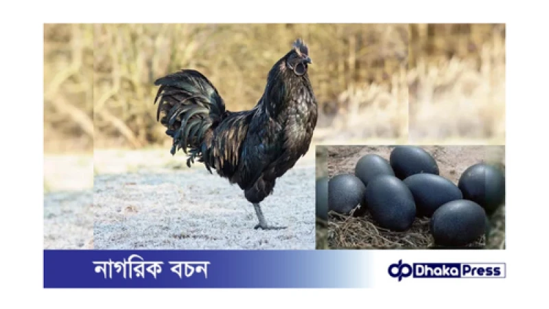 বিশ্বের সবচেয়ে দামি মুরগি: আইয়াম চিমানি