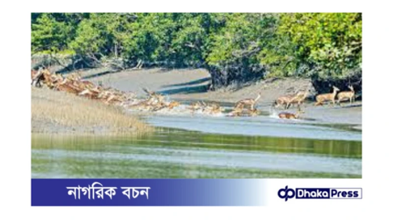 ১ সেপ্টেম্বর থেকে সুন্দরবন পর্যটকদের জন্য উন্মুক্ত