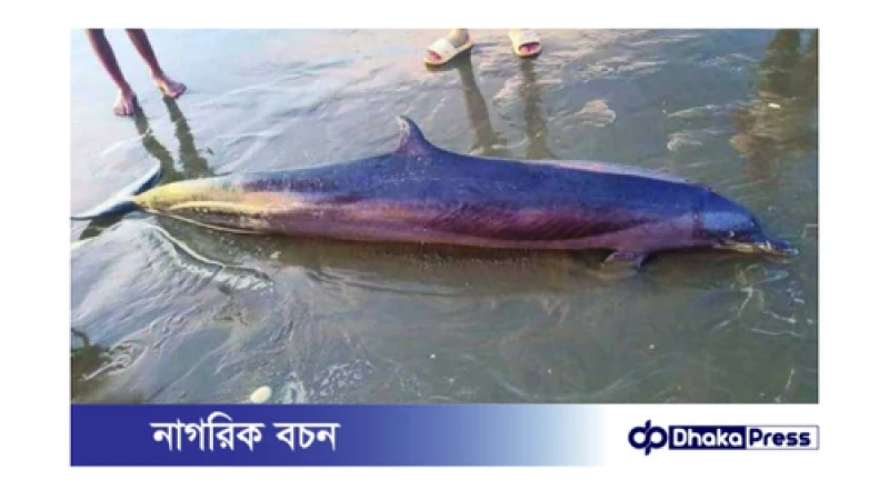 উখিয়ার সৈকতে ভেসে এলো মৃত ডলফিন