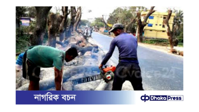 কুমিল্লা-ব্রাক্ষণবাড়িয়া আঞ্চলিক মহাসড়কে দুইপাশে সহাস্রাধিক পুরানো গাছ নিধন