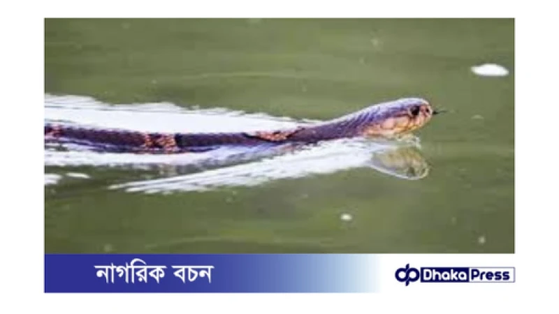 লক্ষ্মীপুরে বন্যার কারণে সাপের আক্রমণ বৃদ্ধি