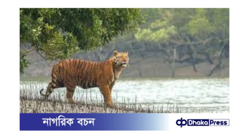 সুন্দরবন: প্রকৃতির একটি নতুন জন্ম