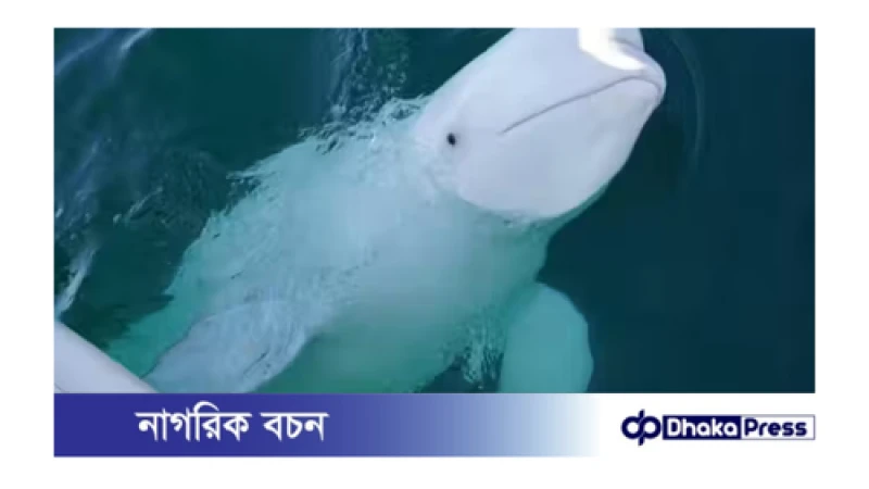রাশিয়ার গুপ্তচর বেলুগা তিমির মৃত নরওয়ের উপকূলে