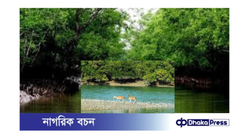 সুন্দরবনে আটকে পড়া ১১ বাংলাদেশি: দালালের ফাঁদে