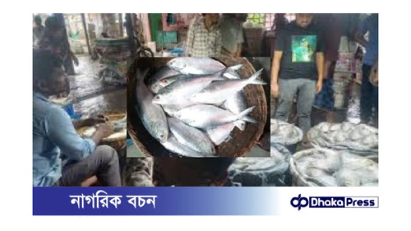 চাঁদপুরে ইলিশের দাম আকাশচুম্বী