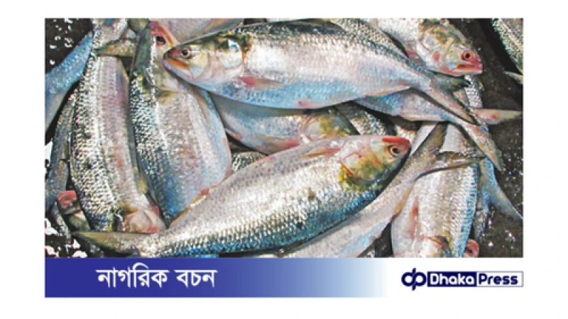 দুর্গাপূজায় ভারতে ইলিশ যাবে না: মৎস্য ও প্রাণিসম্পদ মন্ত্রণালয়