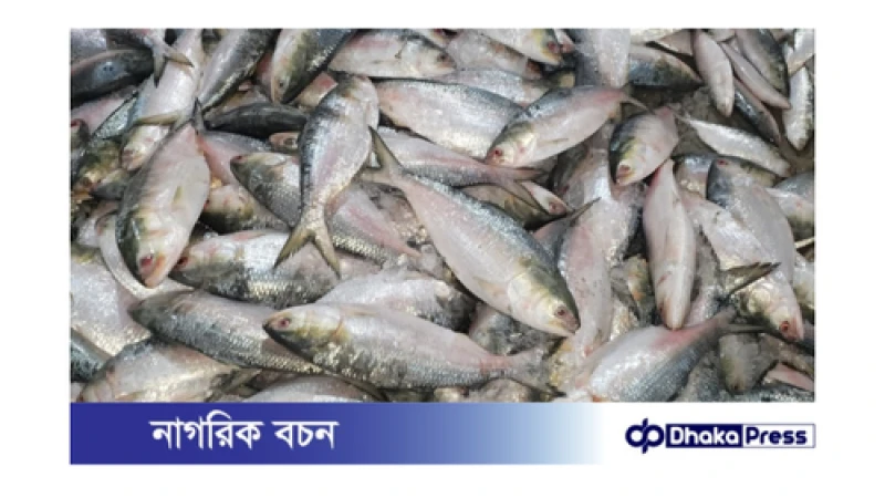 আলীপুরে ১০২ মণ ইলিশের ধামাকা