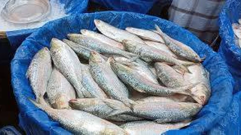 ভারতে পাচারের সময় বিপুল পরিমাণ ইলিশ জব্দ