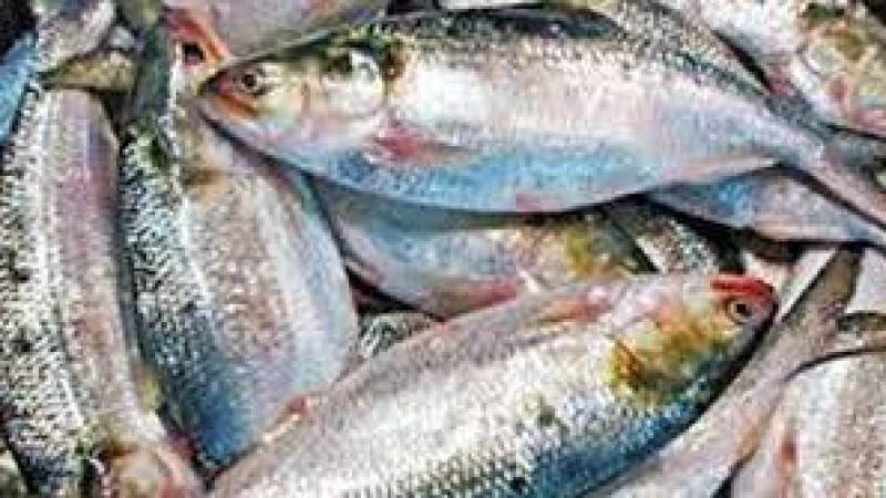 দুর্গাপূজায় ভারতে যাবে ৩ হাজার টন ইলিশ