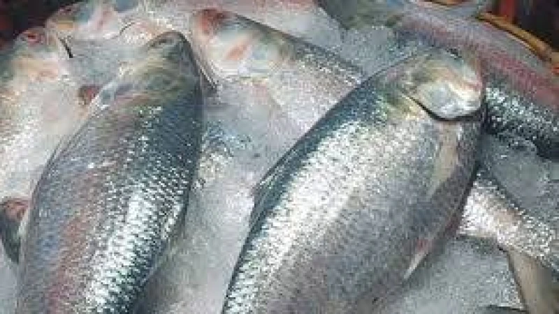 ইলিশ সংরক্ষণে গুরুত্বপূর্ণ সিদ্ধান্ত: ১৩ অক্টোবর থেকে ২২ দিন ইলিশ ধরা নিষিদ্ধ