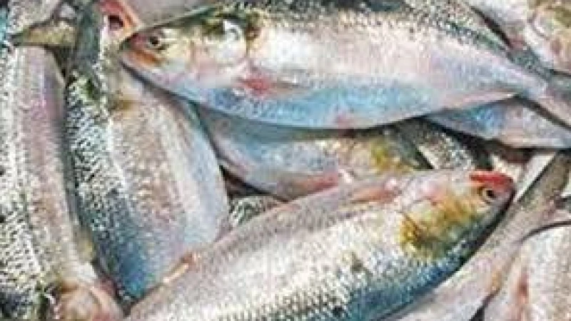 ভারতে ইলিশ রপ্তানি: বাংলাদেশ সরকারের বিরুদ্ধে আইনি ব্যবস্থা