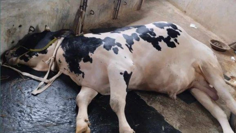 কুড়িগ্রামে ক্ষুরা রোগের প্রাদুর্ভাব, ২৭ গরুর মৃত্যু