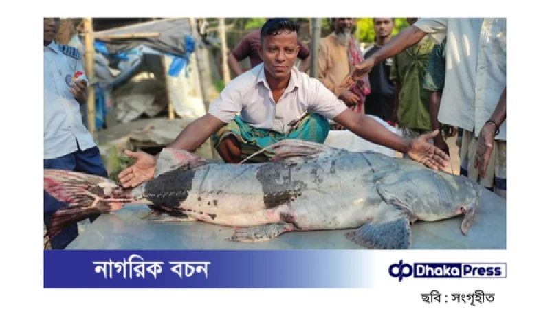 সিরাজগঞ্জে যমুনায় ধরা পড়ল বিশাল বাঘাইড়