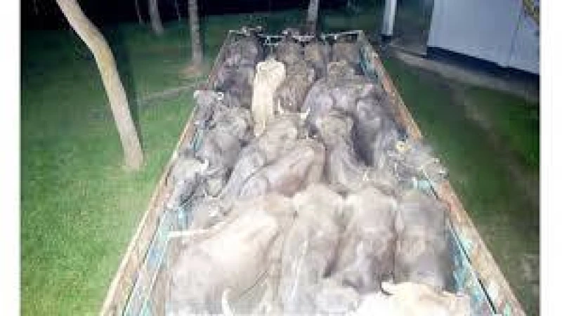 ব্রাহ্মণবাড়িয়ায় বিজিবির হাতে ধরা পড়লো ১৭টি ভারতীয় গরু