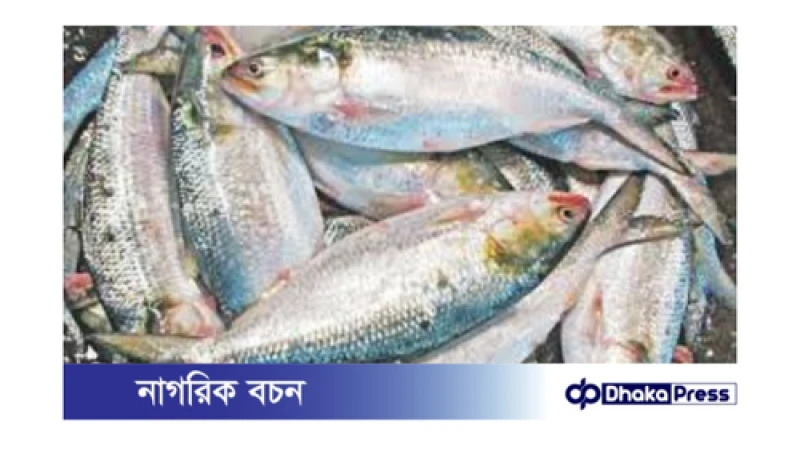 ইলিশ রপ্তানি নিয়ে সরকারের সিদ্ধান্ত: বিস্তারিত বিশ্লেষণ