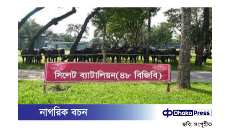 সিলেটে অর্ধকোটি টাকার ভারতীয় মহিষ জব্দ