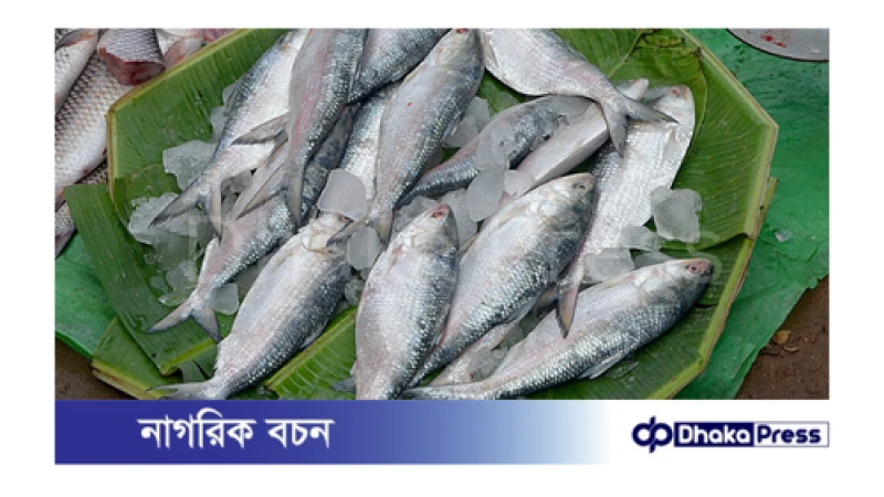 ধরা ছোঁয়ার বাইরে ইলিশ, সপ্তাহ ব্যবধানে দর বেড়েছে আট শতাংশ
