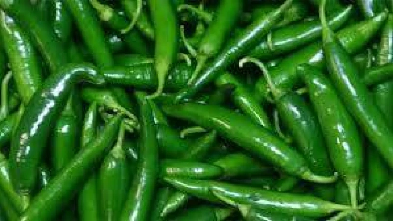 হিলিতে কাঁচা মরিচের দাম আকাশচুম্বী: সাধারণ মানুষের জ্বালা