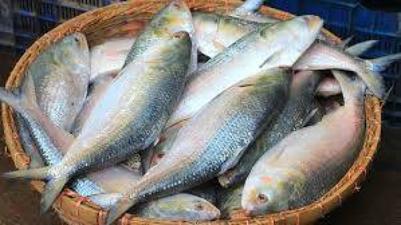 দুর্গাপূজা আর ইলিশ: এক অবিচ্ছেদ্য সম্পর্কের খোঁজে