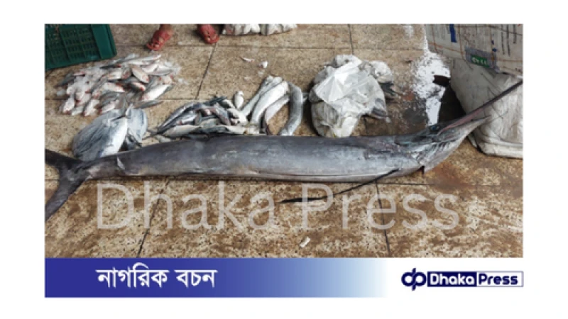 বঙ্গোপসাগরে ৩০ কেজি ওজনের বিরল পাখি মাছ ধরা পড়ল