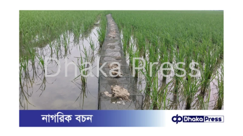 চায়না দুয়ারি জাল: উপকূলের মাছের অস্তিত্ব হুমকিতে