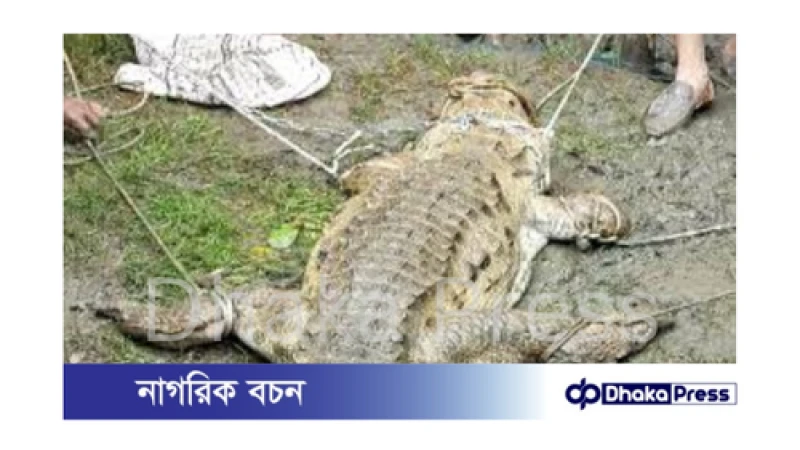 লক্ষ্মীপুরে বিশাল কুমির ধরা পড়ল