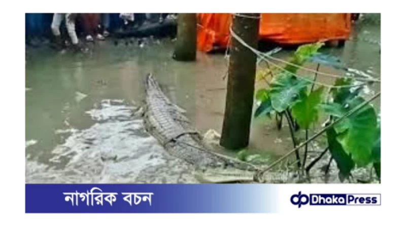 পটুয়াখালীতে জেলের জালে আটকা পড়া ঘড়িয়াল উদ্ধার