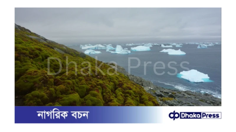 বরফে ঢাকা অ্যান্টার্কটিকায় উদ্বেগজনক হারে উদ্ভিদ জন্মে সবুজ হয়ে উঠছে