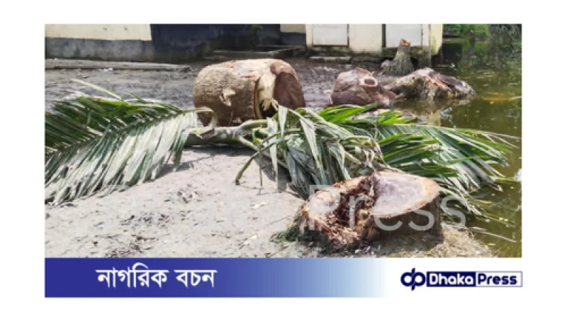 মুরাদনগরে অনুমতি ছাড়াই স্কুলের গাছ কেটে নেওয়ার অভিযোগ