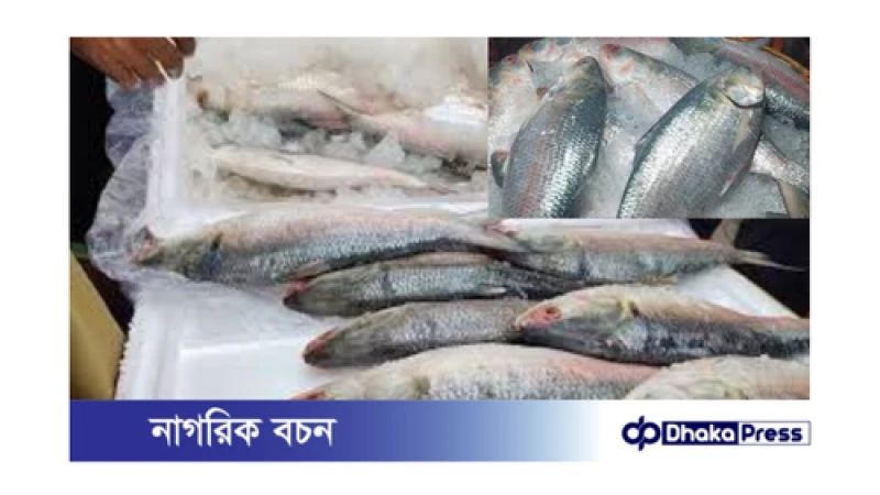 ইলিশ রপ্তানি লক্ষ্যমাত্রা অর্জন করা গেল না