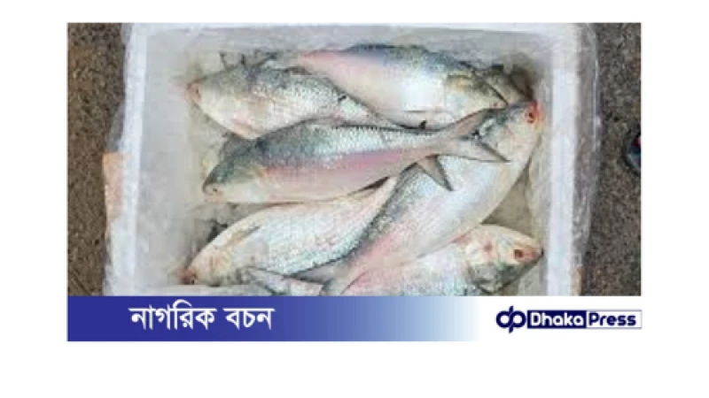 চাঁদপুরে ইলিশ নিষেধাজ্ঞা অমান্যে ব্যাপক অভিযান: বিক্রেতাকে জরিমানা