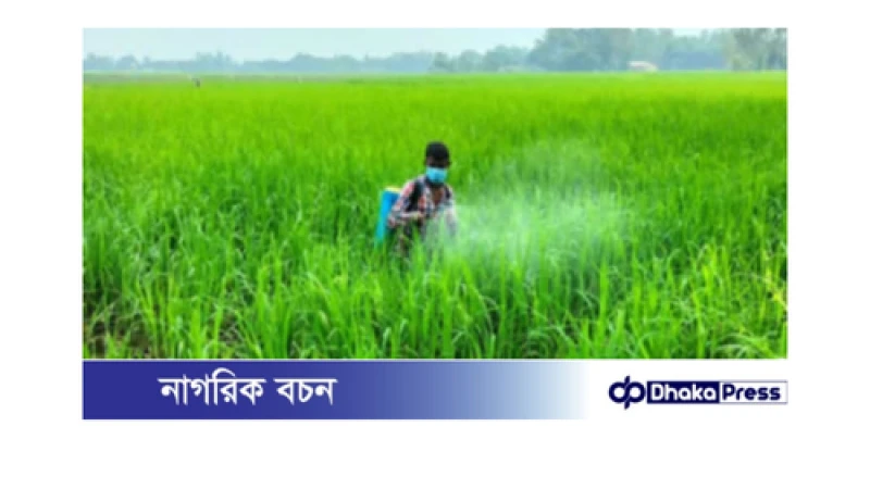 বগুড়ায় আমনে বাম্পার ফলনের আশায় কৃষক