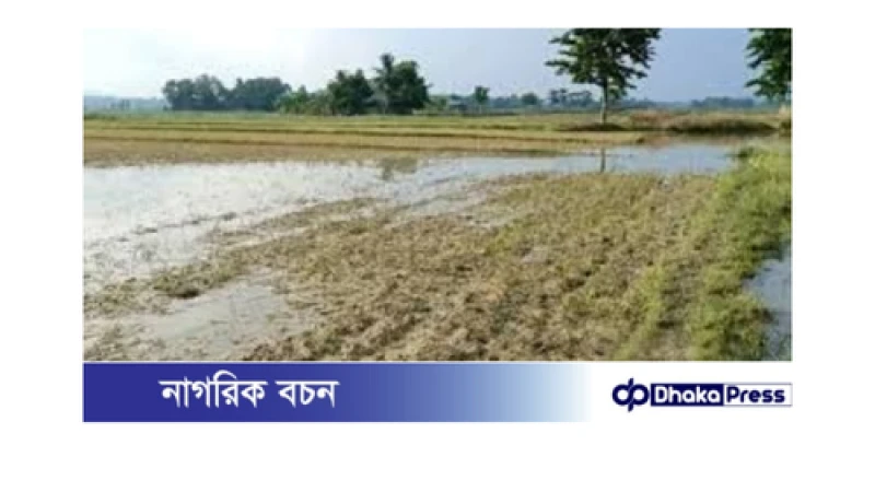 বন্যায় নেত্রকোণায় কৃষিতে ক্ষয়ক্ষতি ২৪ হাজার ৬৬৭ হেক্টর আমন ফসল