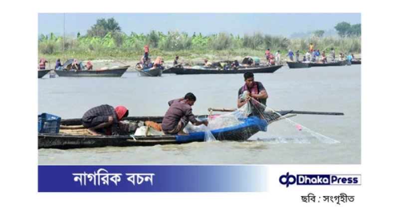 পদ্মায় ইলিশ শিকারের উৎসব: আইনের চোখ ফাঁকি দিয়ে চলছে অবাধ শিকার