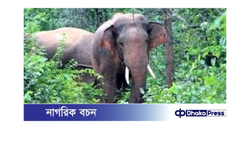 চকরিয়ায় বন্য হাতির আক্রমণে এক গৃহবধূর মৃত্যু