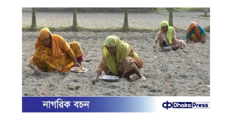 কুড়িগ্রামের চরাঞ্চলে চলছে আগাম আলু চাষ