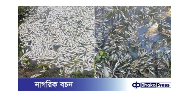 কুড়িগ্রামে শত্রুতার বলি ২শ মণ মাছ, ক্ষতি ৫০ লাখ