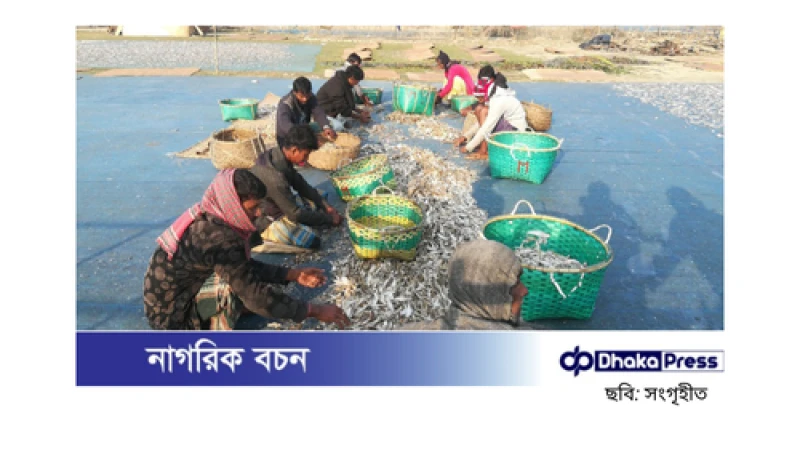 সুন্দরবনের শুঁটকি মৌসুম: জেলেরা ফিরলেন দুবলার চরে