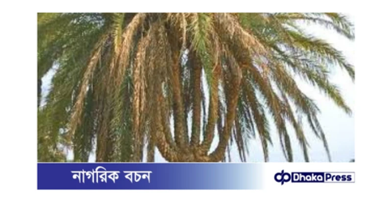 ঝিনাইদহের বিস্ময়কর সাত মাথার খেজুর গাছ